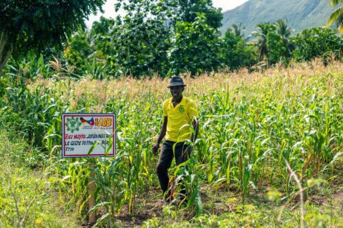 Un agriculteur et son Jardin de maïs dans le cadre du projet à Saint-Louis du Sud.