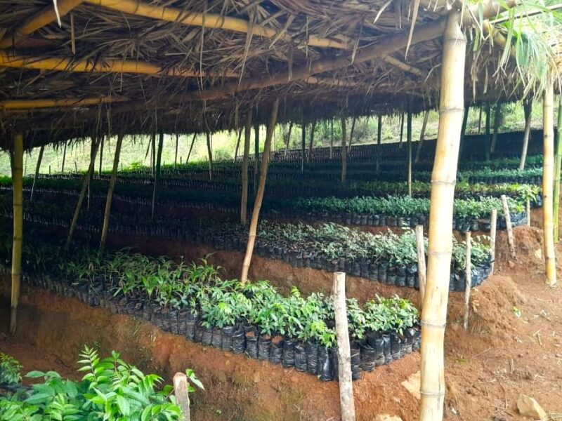 Partial view of one of the Grand Bois National Park reforestation nurseries.