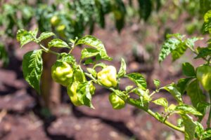 Peppers ripening on a plant in Joubert Garçon's garden, in Jérémie.